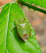 Palomena prasina Adulte