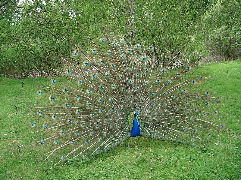 800px-Paon_bleu_faisant_la_roue_-_peacock.JPG