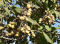 Fruits du paulawnie tomentosa.