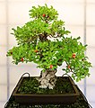 cây Lựu, kiểu Moyogi, khoảng 50 năm tuổi, tại bảo tàng Bonsai ở Pescia, Ý.