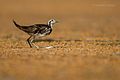 Pheasant-tailed jacana in Non-Breeding Plumage