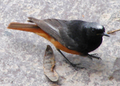 Levantine black redstart Phoenicurus ochruros semirufus