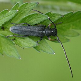 Groene kruidenboktor