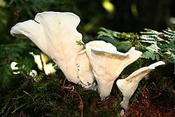 Pleurocybella 050919low.jpg