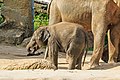 Индийский слон с детёнышем
