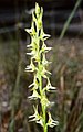 Prasophyllum sylvestre near the Tuross River in New South Wales