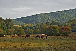 Image illustrative de l’article Pratoni del Vivaro