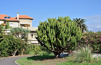 Une euphorbe candélabre, à Puerto de la Cruz (îles Canaries). (définition réelle 5 137 × 3 294)