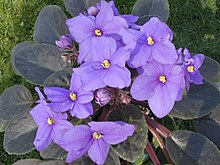 an African violet (plant)