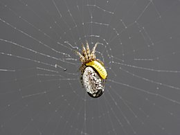 Личинка Reclinervellus nielseni на павуку Cyclosa argenteoalba