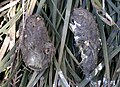 Owl pellets can tell a lot about the habits of an owl.