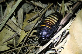 Sissende kakkerlak (Gromphadorhina portentosa)