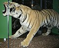 "Man-eating" stuffed tiger: exhibit at Leeds City Museum. 10 May 2009.