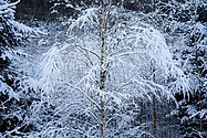 Snow on birch branches in a gorge at Röe, Lysekil.jpg