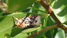 Spodoptera picta