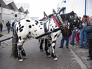 Spotted Noriker horse.JPG