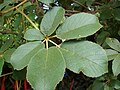 List Tabebuia serratifolia