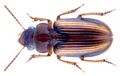 Stenolophus bilineatus