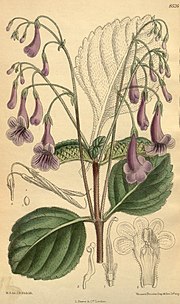 Vignette pour Streptocarpus