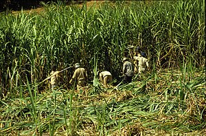 Harvesting of sugarcane on Mauritius