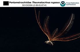 Thaumatocrinus rugosus (abyssale)
