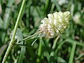 Trifolium campestre inflorescence