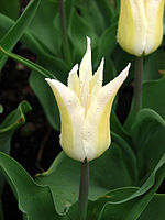 Tulipa (lilly-flowered, bicolor) 01.JPG