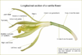 Longitudinal section of a flower of Vanilla planifolia