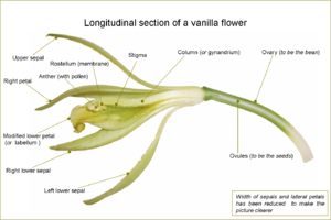 Longitudinal view of a vanilla flower, showing...