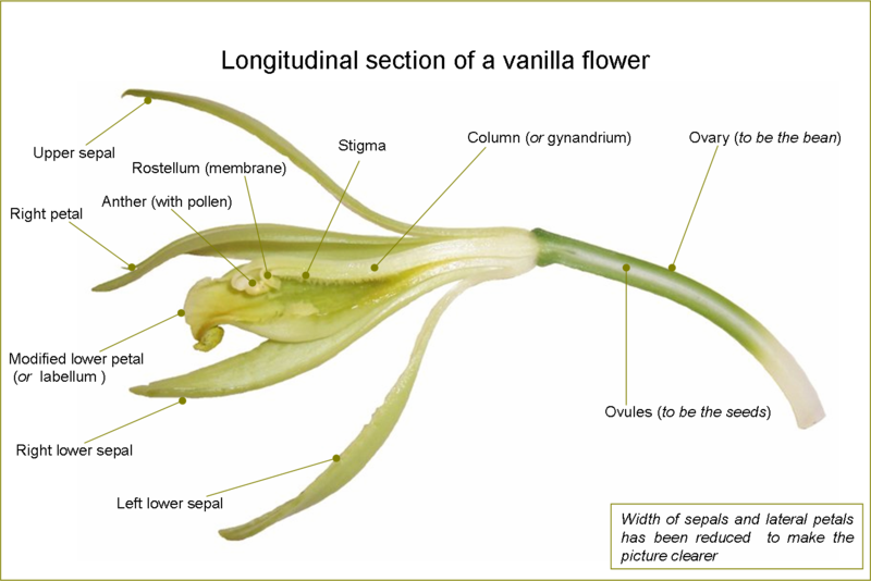 Vanilla planifolia - flower.