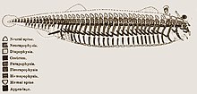 This 1847 diagram by Richard Owen shows his conceptual archetype for all vertebrates. Vertebrate archetype.jpg