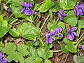 Viola odorata