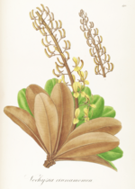 Miniatura para Vochysiaceae