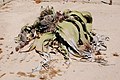 'n Welwitschia