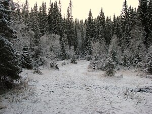 Norwegian boreal forest in early winter. At so...