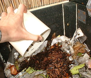 Composting-worms just added to a fresh batch o...