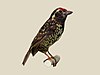 Yellow-spotted Barbet RWD.jpg