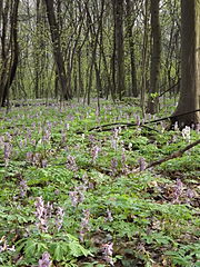 Голосіївський ліс9.JPG