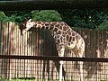 Żyrafa sawannowa (Giraffa camelopardalis)