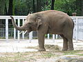 Elefant Horas im Kiewer Zoo