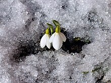 Рання Весна на Січеславщині