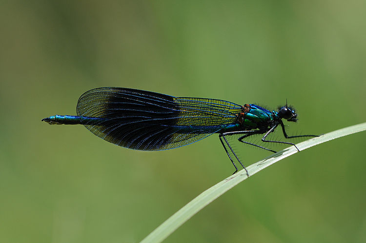 Самец красотки блестящей (Calopteryx splendens)