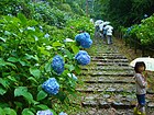 太平山神社のあじさい坂