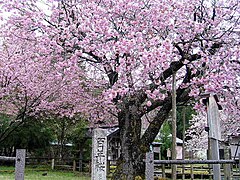 黒田の百年桜