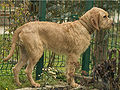 Miniatuur voor Griffon fauve de Bretagne