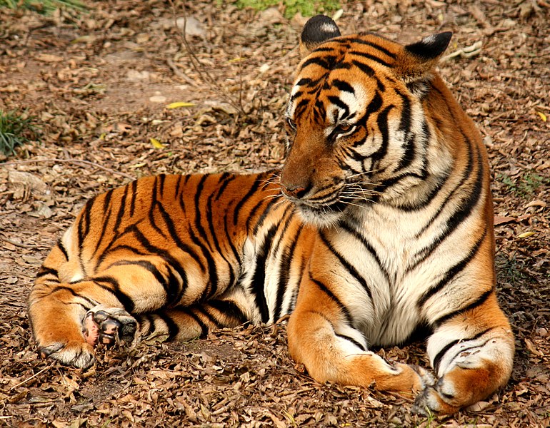 Fichier:2012 Suedchinesischer Tiger.JPG