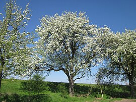 Peireboomn in bloei