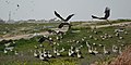 Hundreds of migratory storks resting in Rahat (Negev, Israel)