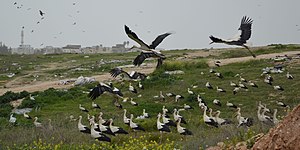 Rastende Weißstörche bei Rahat