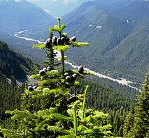 foliage and landscape